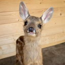 avatar b00tyshakker9000