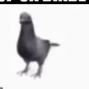 ibrahimalbalushithaisus7255 avatar