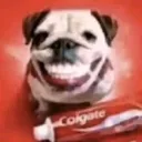 nospelo