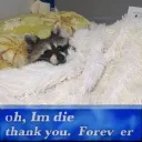 zestyahhraccoon