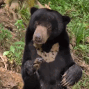 avatar Sunbear