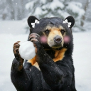 avatar Sunbear
