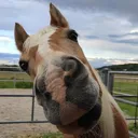 pferd3647