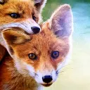 foxroyal