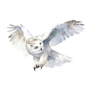 avatar obscurus (Imme)