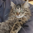 avatar obscurus (Imme)