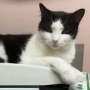 kingcat12ooo