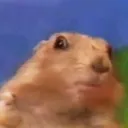 rose_jjjjjjjjjjjjjj