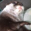 avatar Steve Chappelle