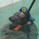 mafihe12