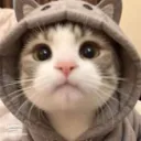 sneezycat66