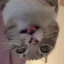 hestuing