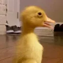 duckling6613