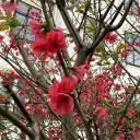 avatar kuku moon river