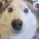 dogshome8658