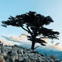hakan_alp