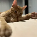 rxvengeontop
