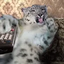 kittenself