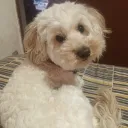 yo_soynuevo1411 avatar