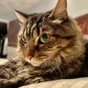 elitedumpling