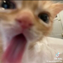 avatar ꧁꧂𑁍𝓢𝓷𝓸𝔀𝓼𝓽𝓸𝓻𝓶𑁍꧁꧂