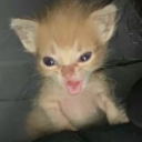 avatar ꧁꧂𑁍𝓢𝓷𝓸𝔀𝓼𝓽𝓸𝓻𝓶𑁍꧁꧂