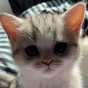 avatar ᲼᲼᲼᲼᲼᲼᲼