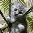 meri0696