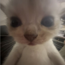 avatar speedfork🢅