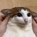 pikclexs