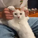 johnsondaipanniki