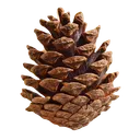 pinecone__2209