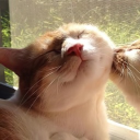 avatar ﴿ﷺﷻKolarborﷻﷺ﴾