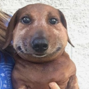 avatar judas - welpenspieler