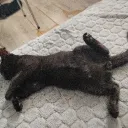 kupsiok