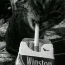 _cat_king_