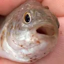 sir_feesh