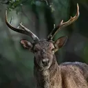 fallowstag1