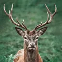 aztecstag