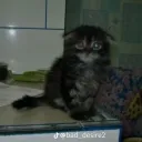 argentinopromedio1 avatar