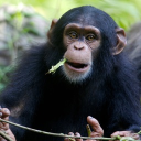 avatar Азербайджан