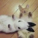 k.schrodingers.bunny.