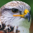 silverhawksd