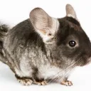 the_chinese_guy avatar