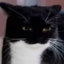 ad hominem avatar