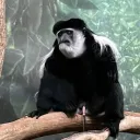 monke8090 avatar
