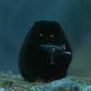 takoid