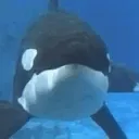 theorca.sol