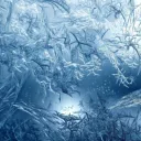 glacialis6347