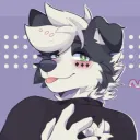 mickeyzebordercollie